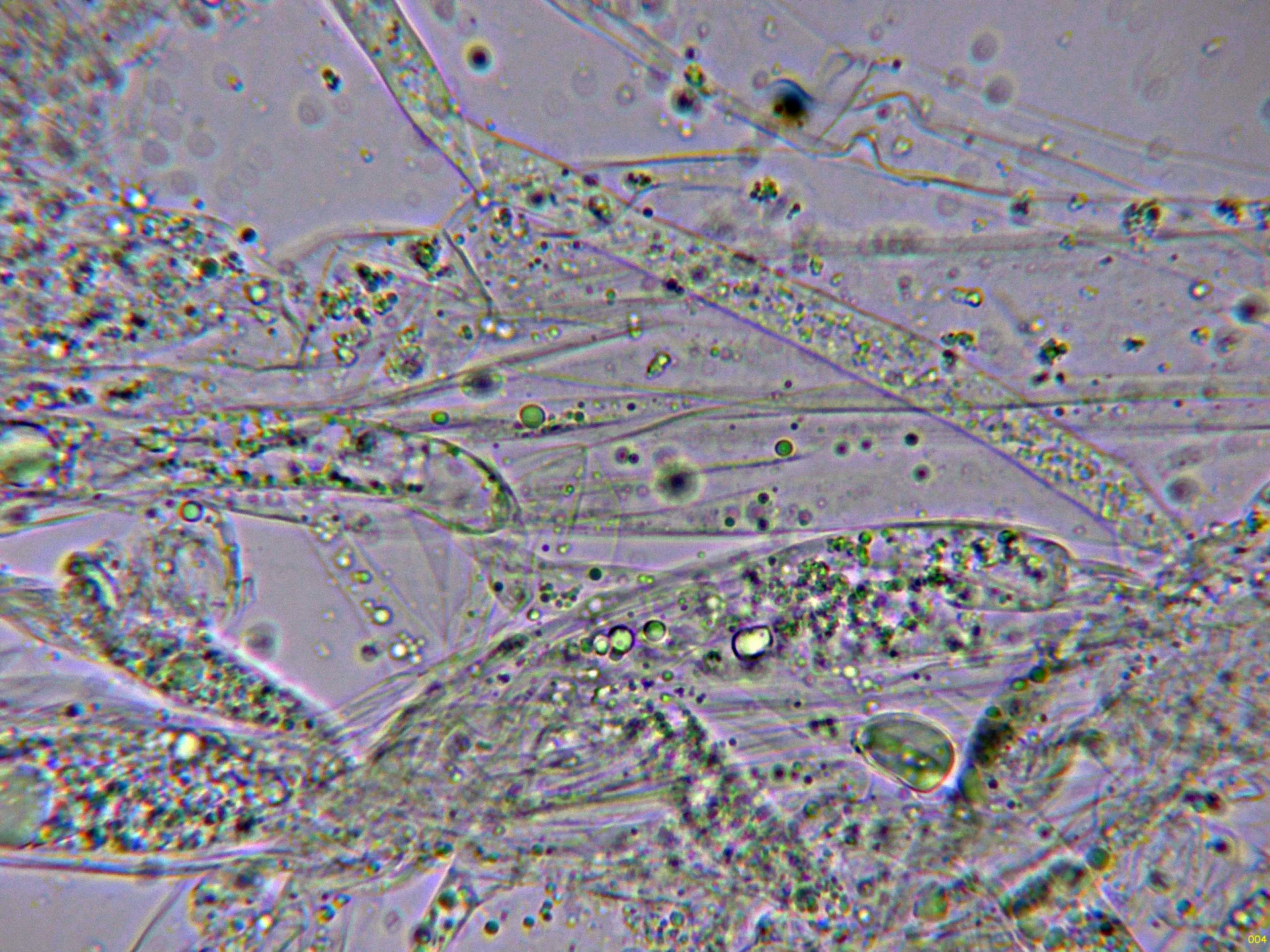 10 - Subpellis agua-004